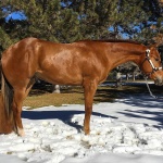 MY IRONS R BACKSTAGE - colt out of RR Invited Backstage (Owned by Pam Russell)